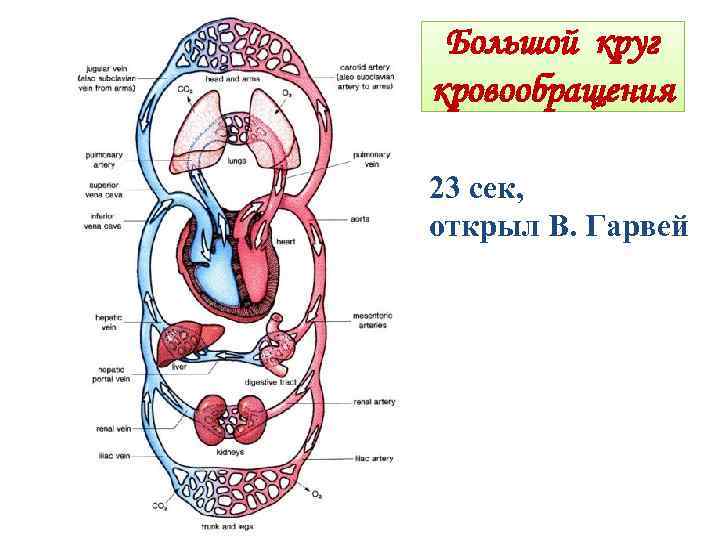 Большой круг кровообращения 23 сек, открыл В. Гарвей 