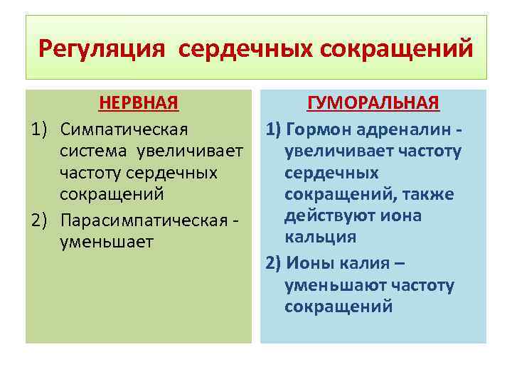 Регуляция сердечных сокращений НЕРВНАЯ 1) Симпатическая система увеличивает частоту сердечных сокращений 2) Парасимпатическая уменьшает