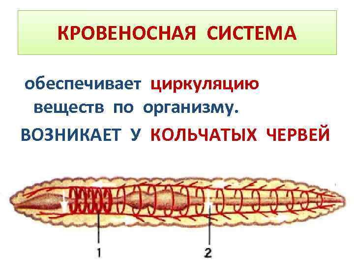 Кровеносная система круглых червей. Кровеносная система кольчатых червей. Кровеносная система кольчатых червей обеспечивает. Кровеносная система Кол. Кровеносная система кольчатых червей схема.