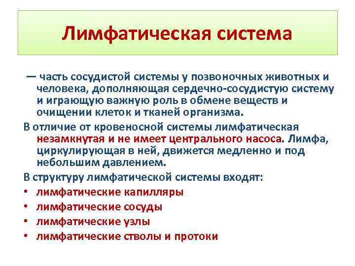 Лимфатическая система — часть сосудистой системы у позвоночных животных и человека, дополняющая сердечно-сосудистую систему