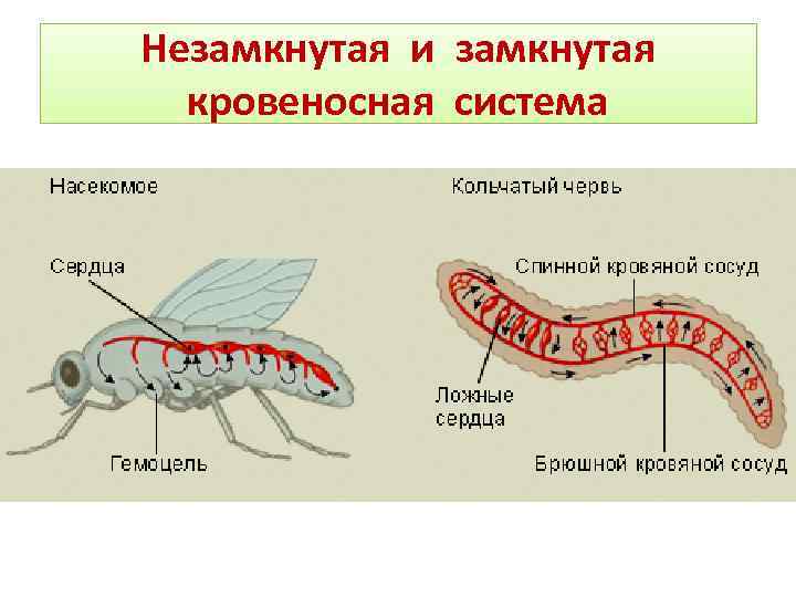 Незамкнутая и замкнутая кровеносная система 