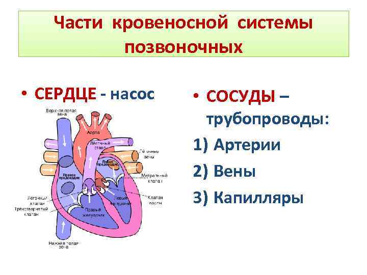 Сколько камер в сердце человека. Кровеносные сосуды у позвоночных. Кровеносная система и сердце позвоночных. Кровеносные сосуды у позвоночных животных. Строение сердца и магистральных сосудов позвоночных.