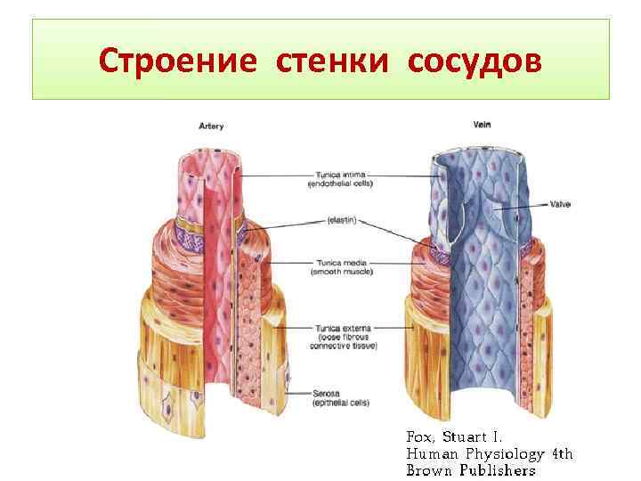 Вена человека рисунок в разрезе