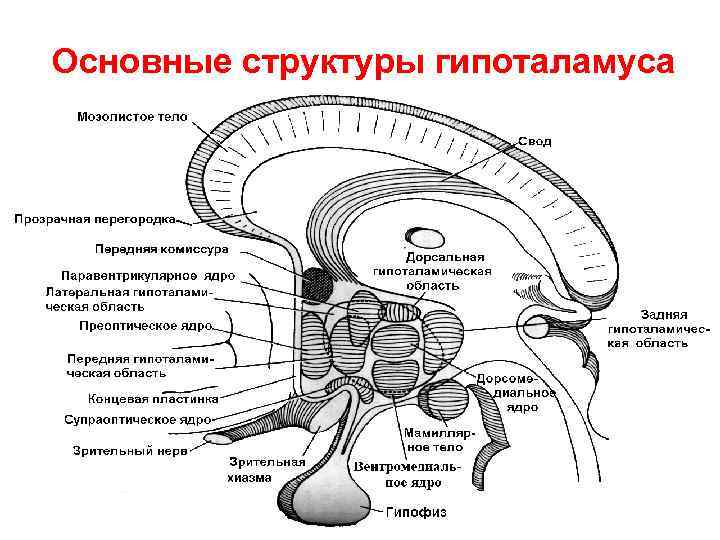 Основные структуры гипоталамуса 