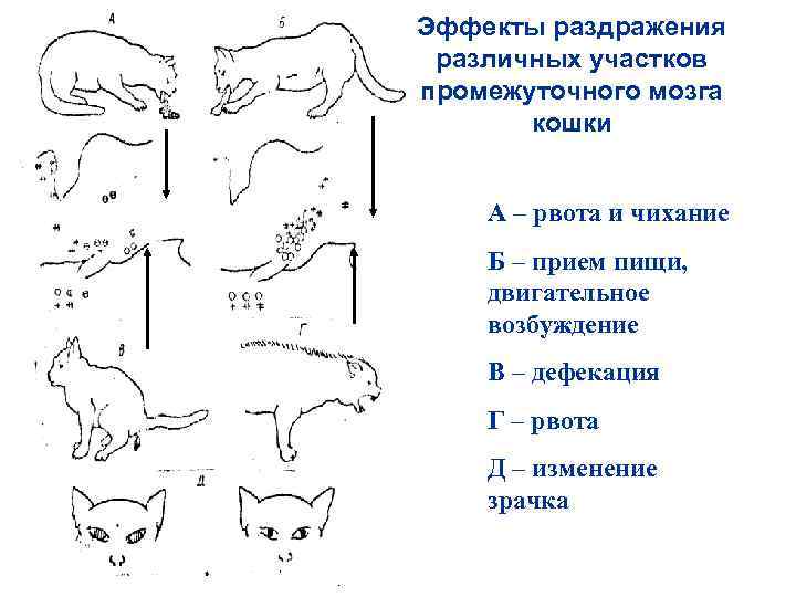 Эффекты раздражения различных участков промежуточного мозга кошки А – рвота и чихание Б –