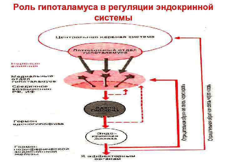Роль гипоталамуса в регуляции эндокринной системы 