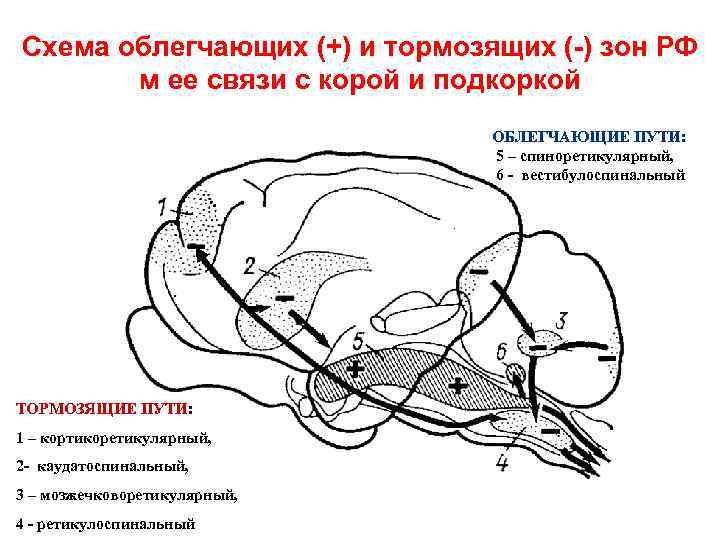 Схема облегчающих (+) и тормозящих (-) зон РФ м ее связи с корой и