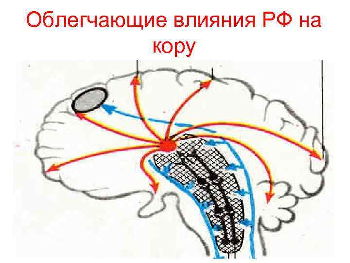 Облегчающие влияния РФ на кору 
