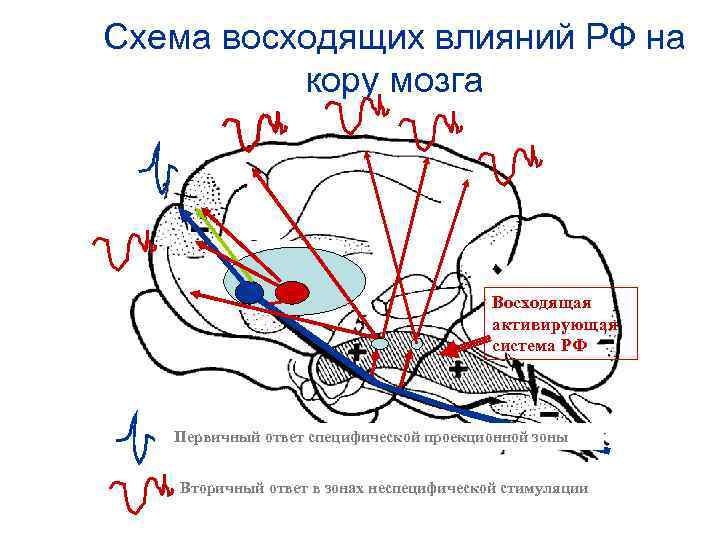 Схема восходящих влияний РФ на кору мозга Восходящая активирующая система РФ Первичный ответ специфической