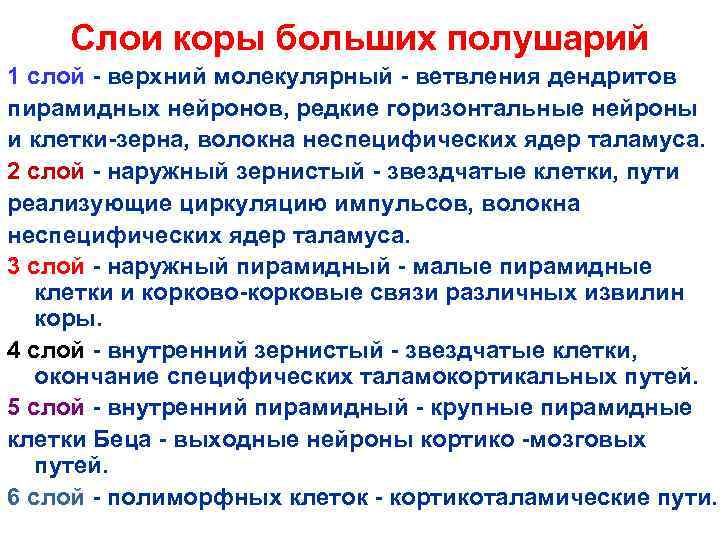 Слои коры больших полушарий 1 слой - верхний молекулярный - ветвления дендритов пирамидных нейронов,