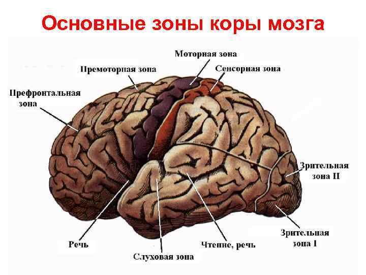 Основные зоны коры мозга 