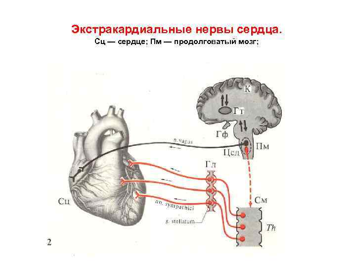 Экстракардиальные нервы сердца. Сц — сердце; Пм — продолговатый мозг; 