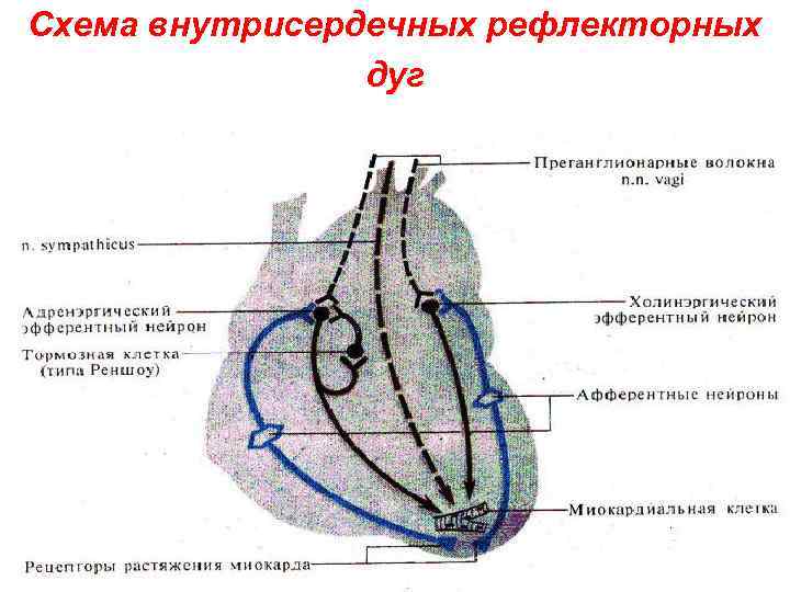 Схема внутрисердечных рефлекторных дуг 
