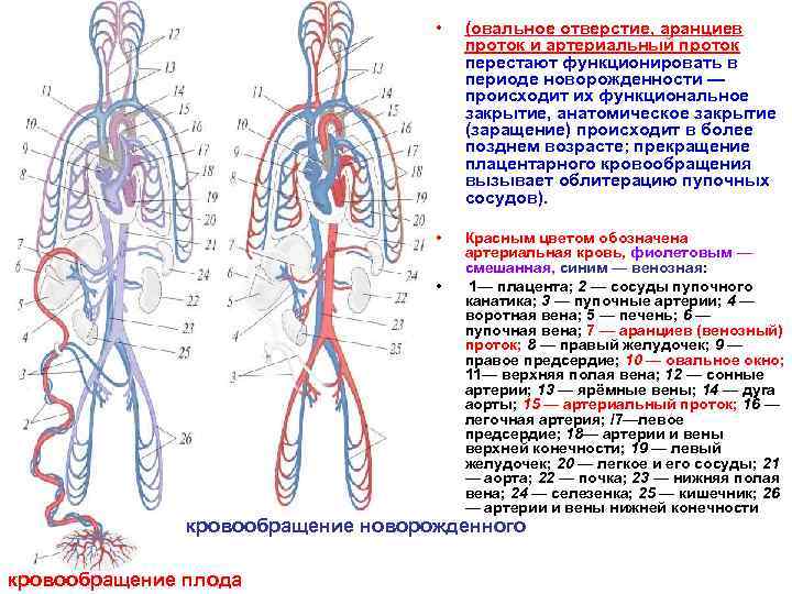  • (овальное отверстие, аранциев проток и артериальный проток перестают функционировать в периоде новорожденности