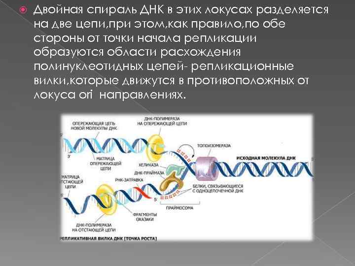  Двойная спираль ДНК в этих локусах разделяется на две цепи, при этом, как