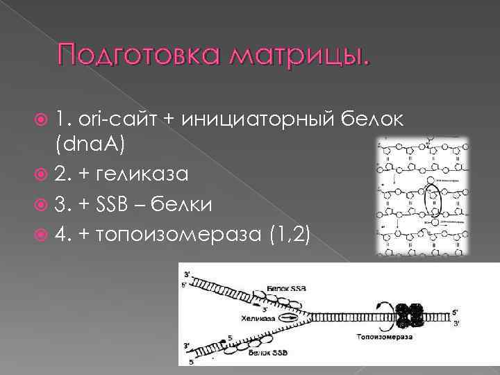 Подготовка матрицы. 1. ori-сайт + инициаторный белок (dna. A) 2. + геликаза 3. +