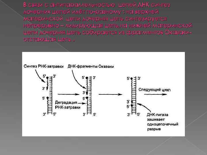 В связи с антипараллельностью цепей ДНК синтез дочерних цепей идёт по-разному : на верхней