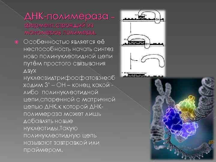 ДНК-полимераза – фермент, строящий из мономеров полимеры. Особенностью является её неспособность начать синтез ново