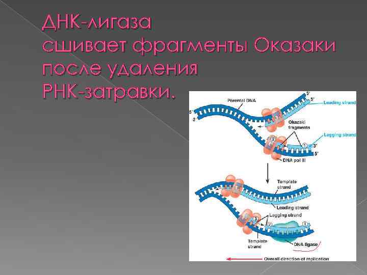 ДНК-лигаза сшивает фрагменты Оказаки после удаления РНК-затравки. 