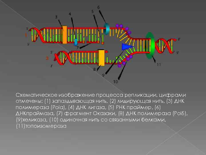 Схематическое изображение процесса репликации, цифрами отмечены: (1) запаздывающая нить, (2) лидирующая нить, (3) ДНК