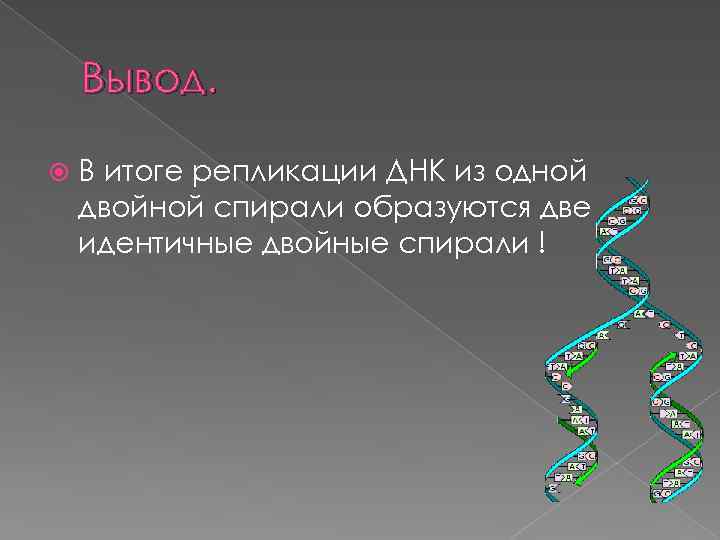 Вывод. В итоге репликации ДНК из одной двойной спирали образуются две идентичные двойные спирали