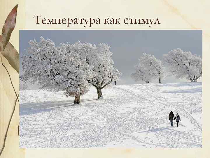 Температура как стимул 