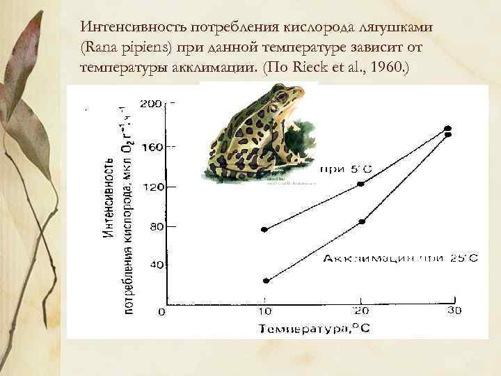 На рисунке представлено влияние температуры окружающей среды на температуру тела собаки