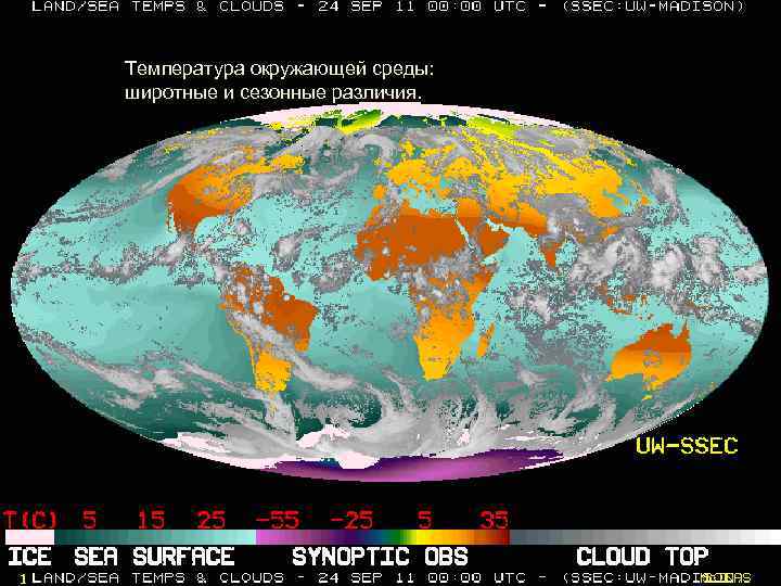 Температура окружающей среды: широтные и сезонные различия. среды: широтные и 