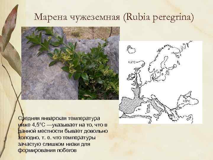 Марена чужеземная (Rubia peregrina) Средняя январская температура ниже 4, 5°С —указывает на то, что