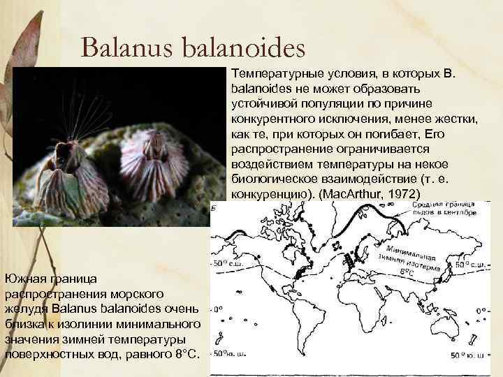 Balanus balanoides Температурные условия, в которых В. balanoides не может образовать устойчивой популяции по