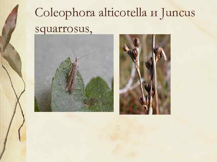 Coleophora alticotella и Juncus squarrosus, 