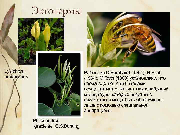 Эктотермы Lysichiton americanus Работами D. Burchardt (1954), H. Esch (1964), M. Roth (1969) установлено,