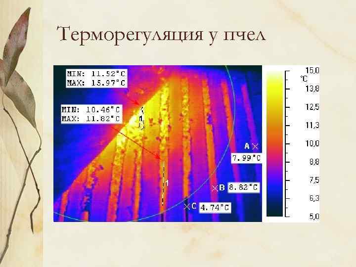 Терморегуляция у пчел 