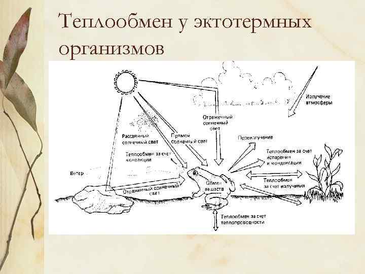 Теплообмен у эктотермных организмов 