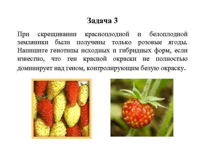 Задача 3 При скрещивании красноплодной и белоплодной земляники были получены только розовые ягоды. Напишите