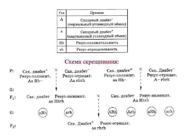 Лабораторная работа по биологии 10 класс составление простейших схем скрещивания