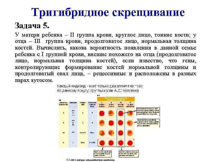 Схема тригибридного скрещивания