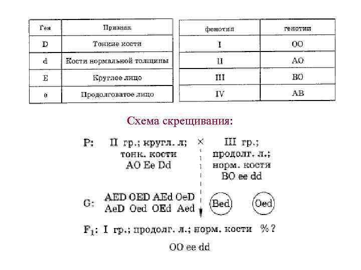 Схема скрещивания: 