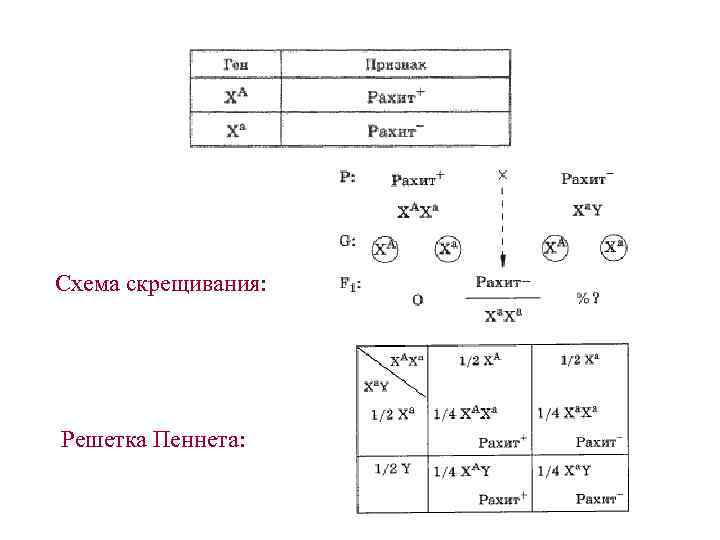 Составление простейших схем скрещивания