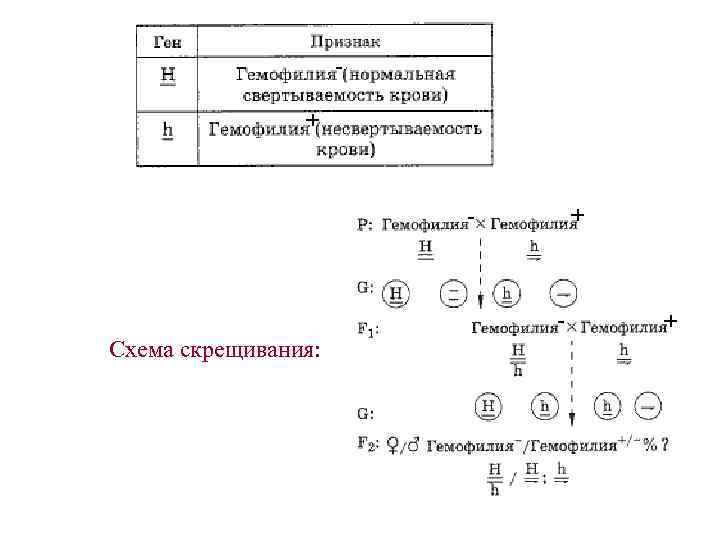 Схема анализирующего скрещивания укажите правильный вариант ответа