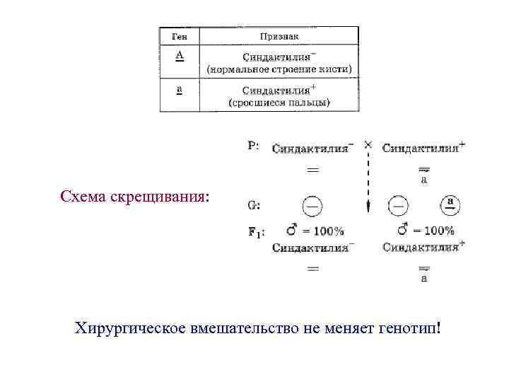 Составление простейших схем скрещивания