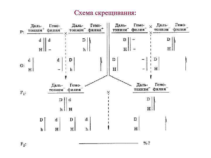 Схема скрещивания. Задачи на картирование хромосом с решением. Задачи на кроссинговер с решением ЕГЭ 27. Схема скрещения глаз.