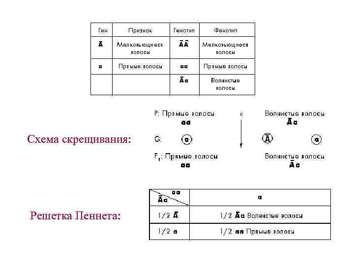 Схема построения решетки пеннета