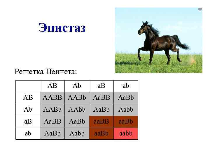 Эпистаз Решетка Пеннета: AB Ab a. B ab AB AABb Aa. BB Aa. Bb