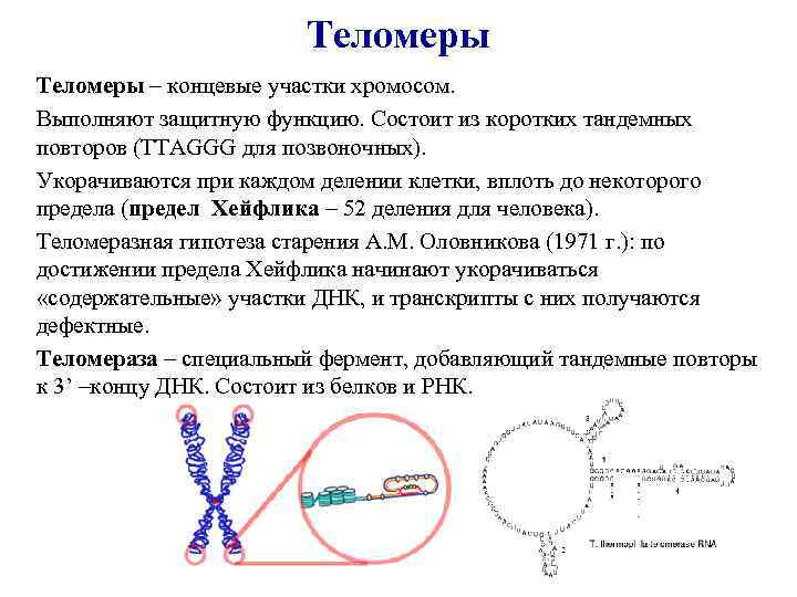 Теломеры – концевые участки хромосом. Выполняют защитную функцию. Состоит из коротких тандемных повторов (TTAGGG