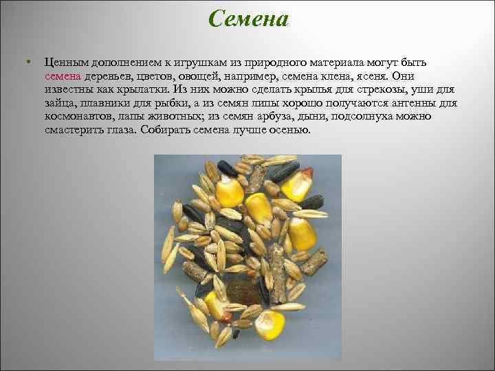 Семена • Ценным дополнением к игрушкам из природного материала могут быть семена деревьев, цветов,