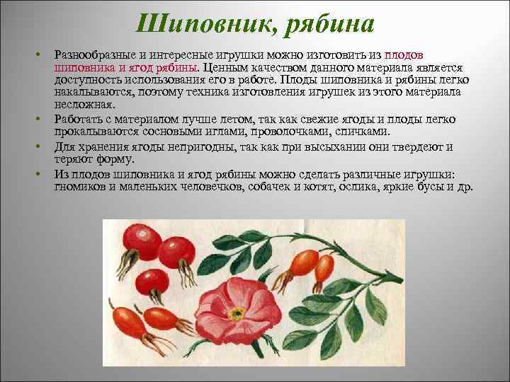 Шиповник, рябина • • Разнообразные и интересные игрушки можно изготовить из плодов шиповника и