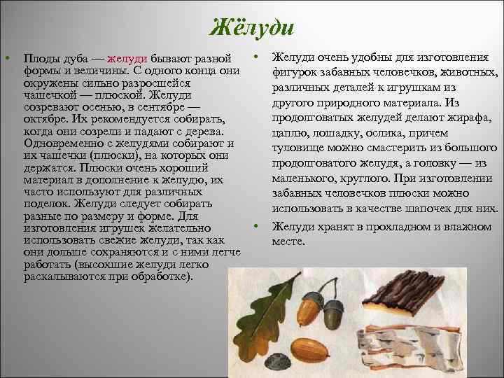 Жёлуди • Плоды дуба — желуди бывают разной • формы и величины. С одного