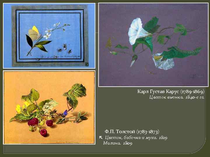 Карл Густав Карус (1789 -1869) Цветок вьюнка. 1840 -е гг. Ф. П. Толстой (1783