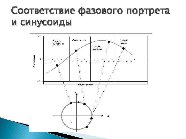 Соответствие фазового портрета и синусоиды 